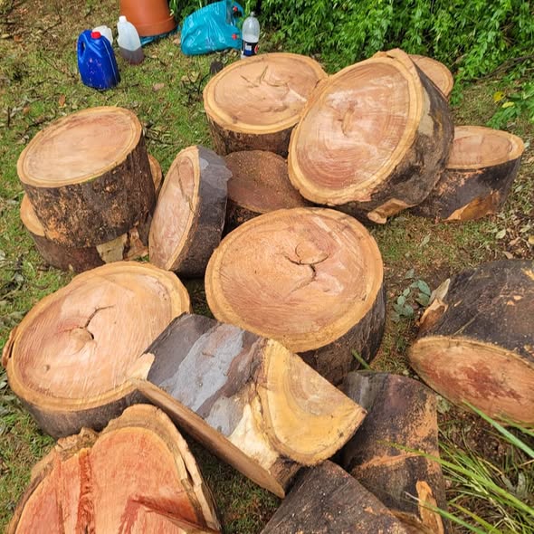 Tree logs cut and ready for removal