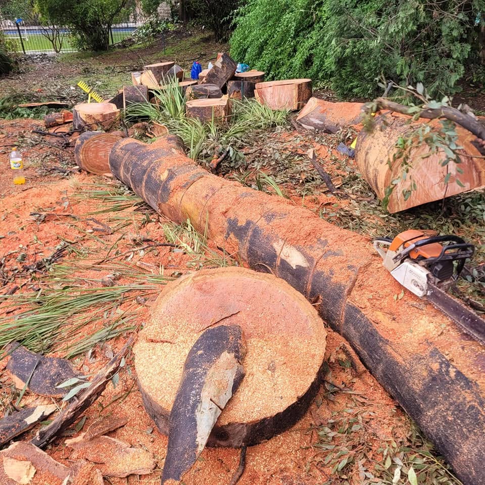 A large tree professionally cut into manageable sections